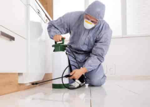 DIY Hacks Are Insufficient Concerning Effective Pest Control